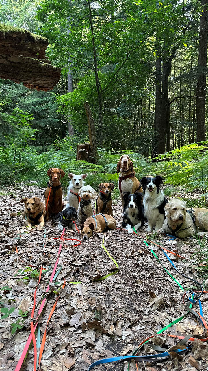 Hundegang aus Sassenberg